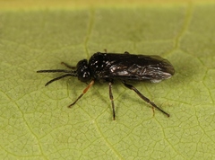 Stethomostus fuliginosus