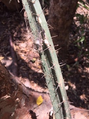 Acanthocereus tetragonus