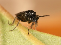 Stethomostus fuliginosus