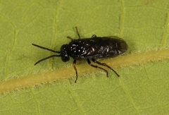 Stethomostus fuliginosus