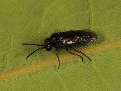 Stethomostus fuliginosus