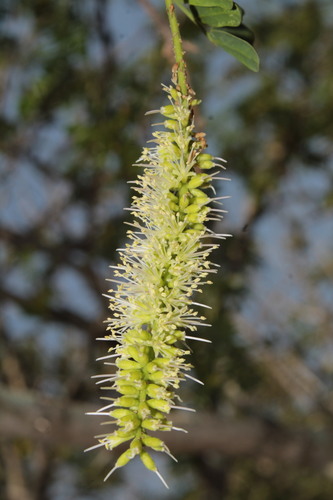 Neltuma juliflora