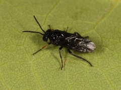 Stethomostus fuliginosus