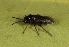 Stethomostus fuliginosus