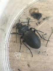 Carabus nemoralis