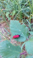 Benibotarus alternatus