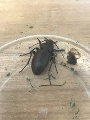 Carabus nemoralis