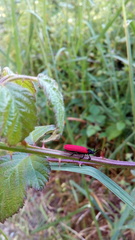 Benibotarus alternatus