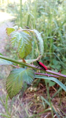 Benibotarus alternatus