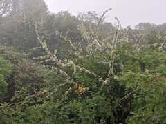 Sorbus microphylla