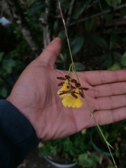 Oncidium graminifolium