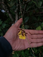 Oncidium graminifolium