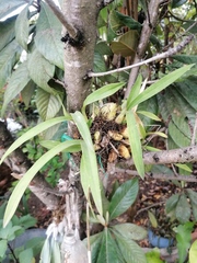 Oncidium graminifolium