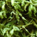Bazzania Liverwort - Photo (c) Andrew Simon, some rights reserved (CC BY-NC), uploaded by Andrew Simon