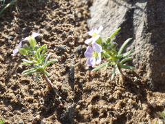 Dontostemon integrifolius