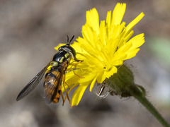Chrysotoxum triarcuatum