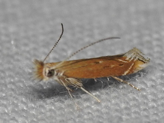 Isophrictis magnella