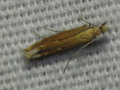 Isophrictis magnella