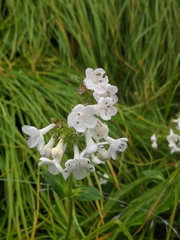 Nardostachys jatamansi
