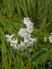 Nardostachys jatamansi