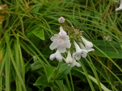 Nardostachys jatamansi