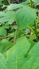 Paraphasma sooretama