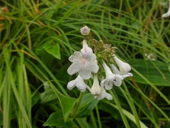 Nardostachys jatamansi