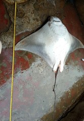 Rhinoptera