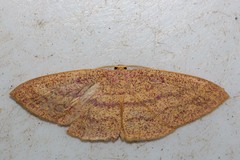 Geometridae