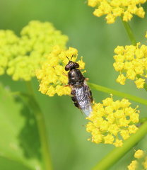 Odontomyia pubescens