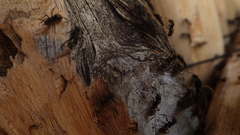 Dolichoderus bispinosus