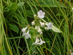 Nardostachys jatamansi