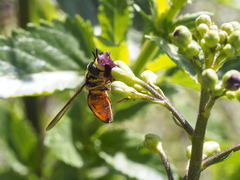 Chrysotoxum triarcuatum