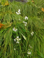 Nardostachys jatamansi