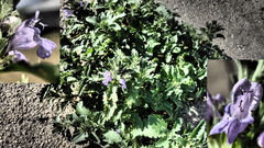 Dracocephalum foetidum