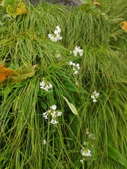 Nardostachys jatamansi