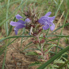 Dracocephalum foetidum