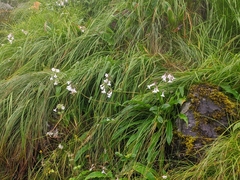 Nardostachys jatamansi