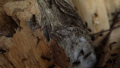 Dolichoderus bispinosus