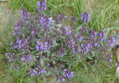 Dracocephalum foetidum