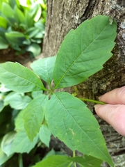 Parthenocissus quinquefolia
