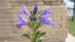 Dracocephalum foetidum