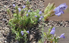 Dracocephalum foetidum