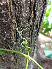 Parthenocissus quinquefolia
