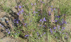 Dracocephalum foetidum