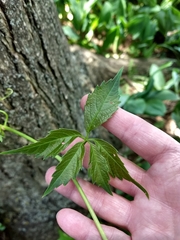 Parthenocissus quinquefolia