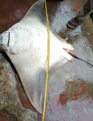 Rhinoptera