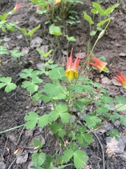 Aquilegia elegantula