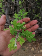 Bursera bipinnata