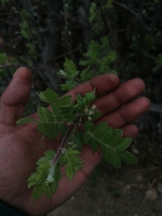 Bursera bipinnata